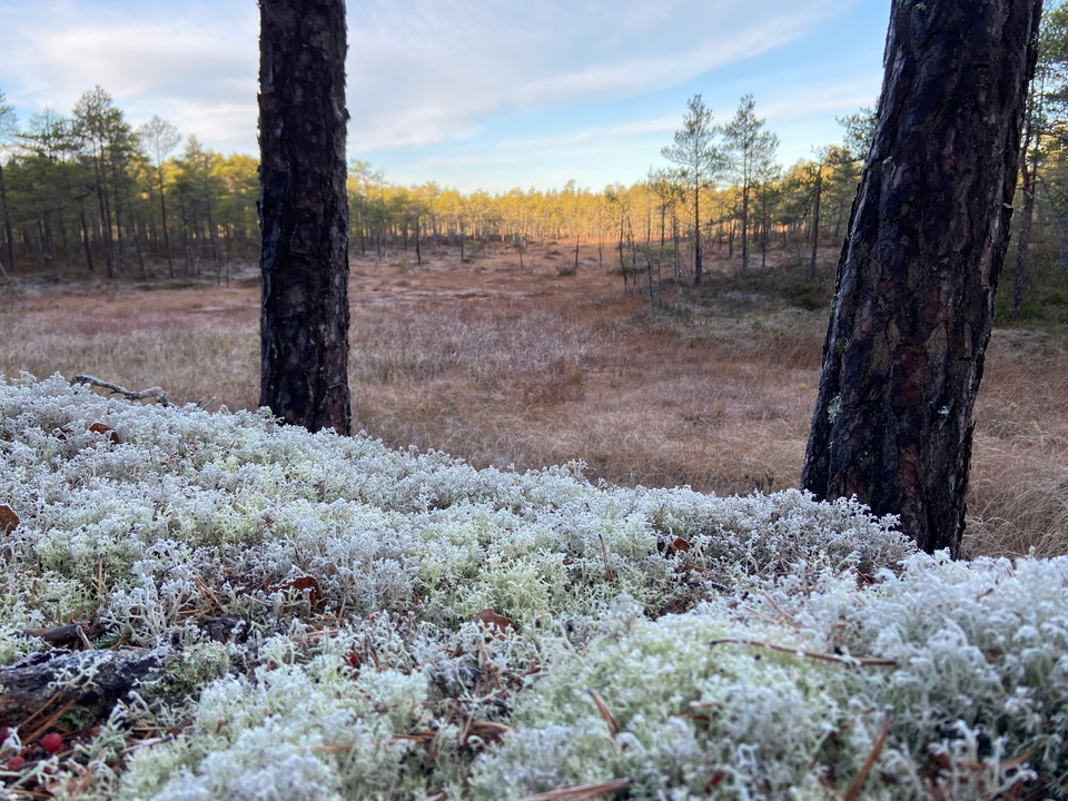Utsikt över Evighetsmossen