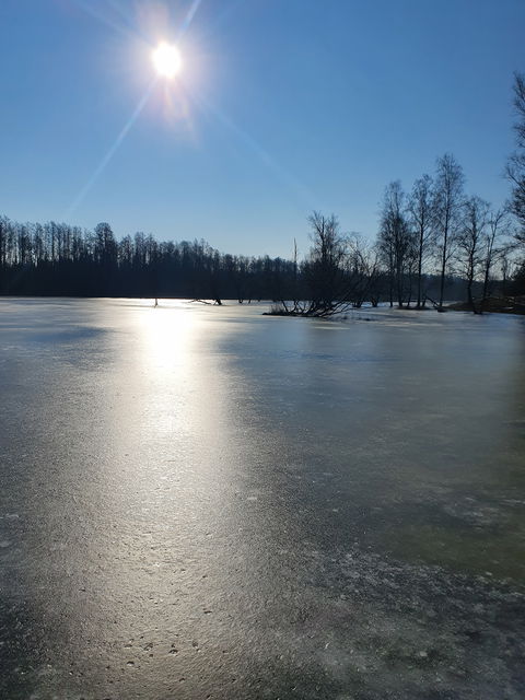 Utblick över våtmarken från väster.