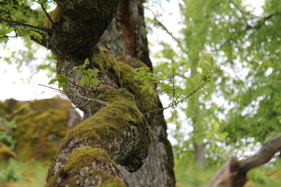 Ett träd i närbild.