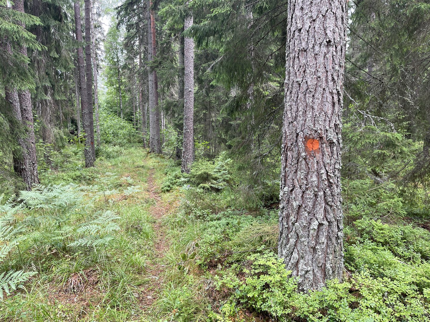 Stig in i skog. Ett träd har en orange markering på stammen.