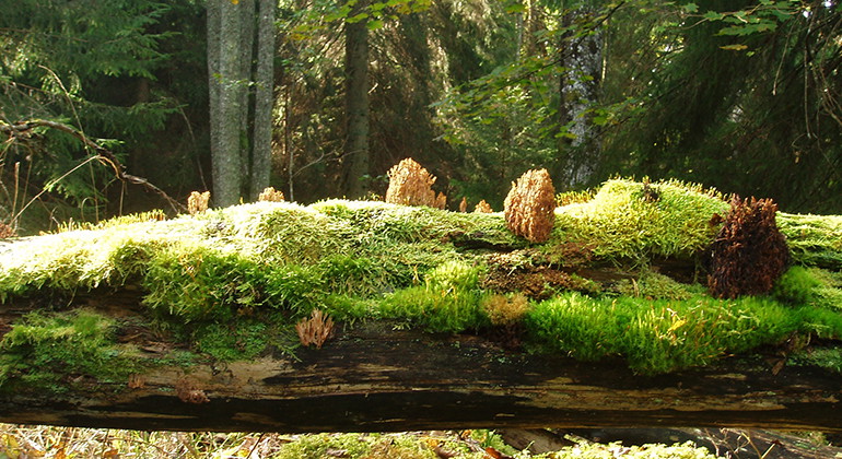 Fotograf: Mats Lindeborg