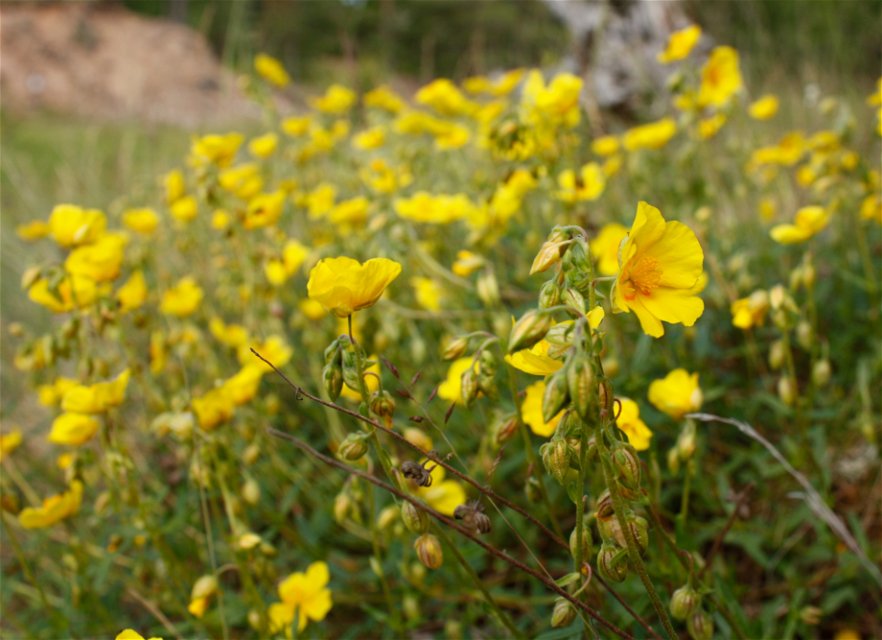 Närbild på många gula blommor