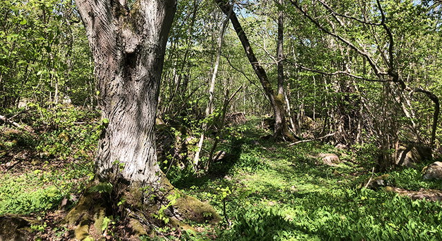 Tjustgöl, Naturreservat