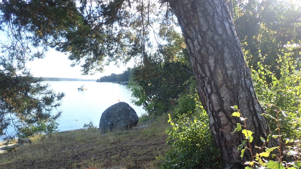 Gammal tall i Kyttinge. Foto Lidingö stade
