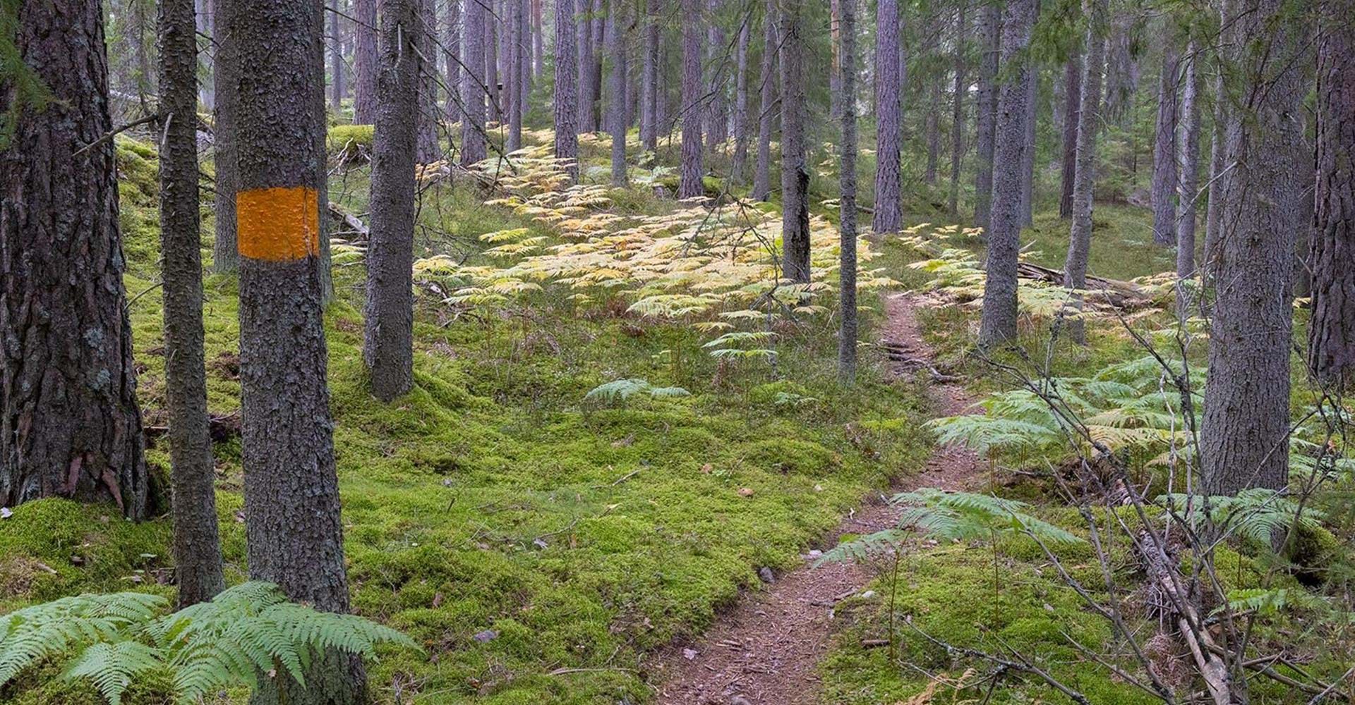 Leden går på fina stigar genom Hälla naturreservat.
Etapp: Hälla - Nartorp
Söderköping