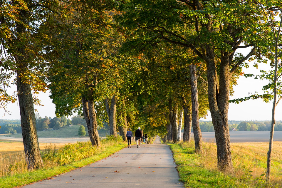 Djulö Allé som är en del av den nya Katrineholmsetappen. Foto: Hanna Maxstad