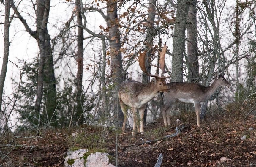 Eggeby Fornpark – vackert naturområde med rik historia där dovhjortar strövar fritt!