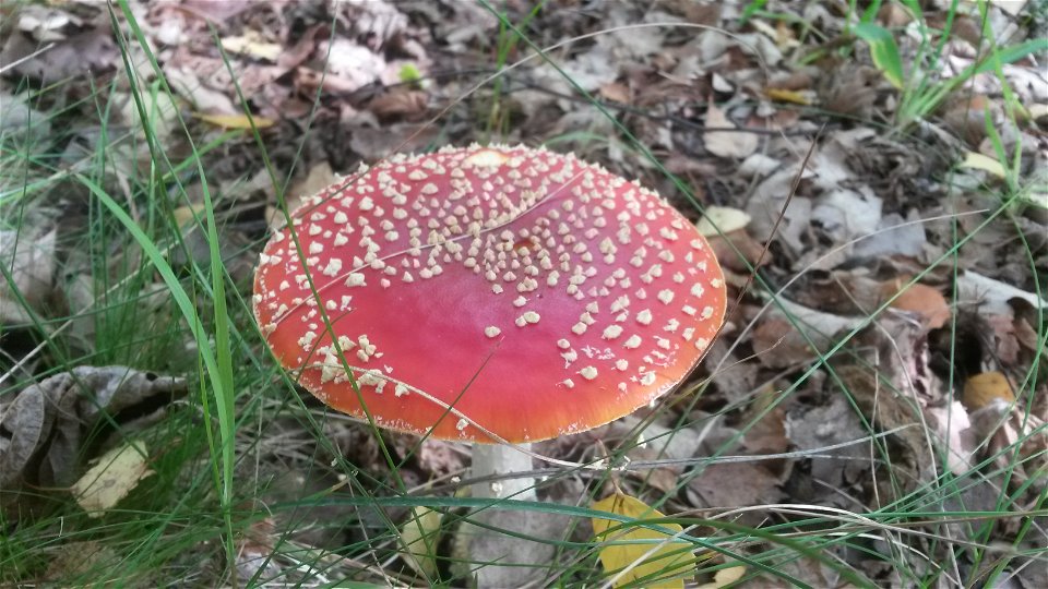 Närbild på en röd svamp med vita prickar på hatten.
