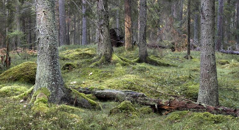 Fallingeberg, Naturreservat