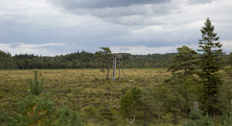 Fågeltorn.