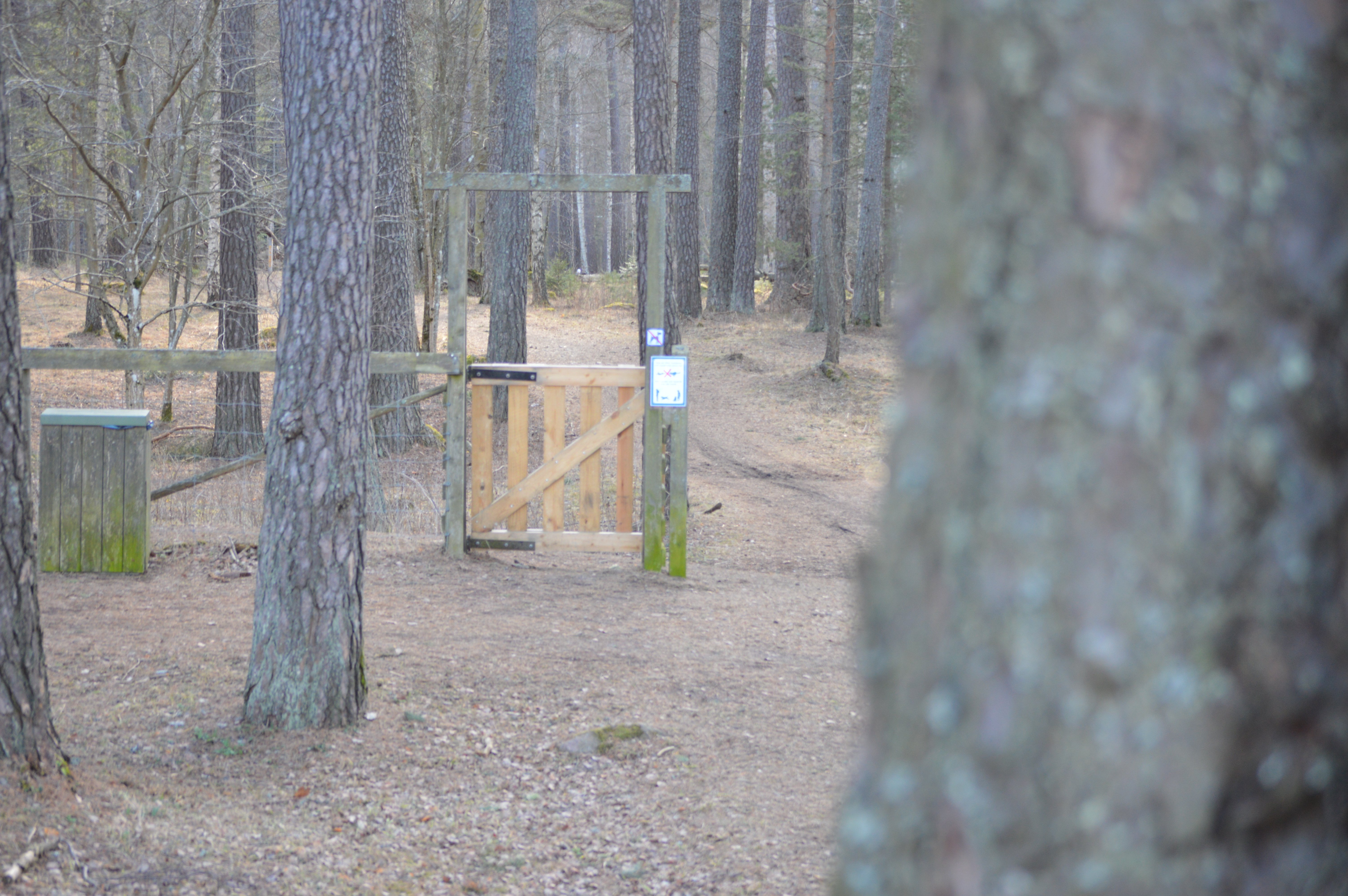 Mellan grova trädstammar går en bred skogsstig. Vid sidan av stigen står ett staket med en grind.