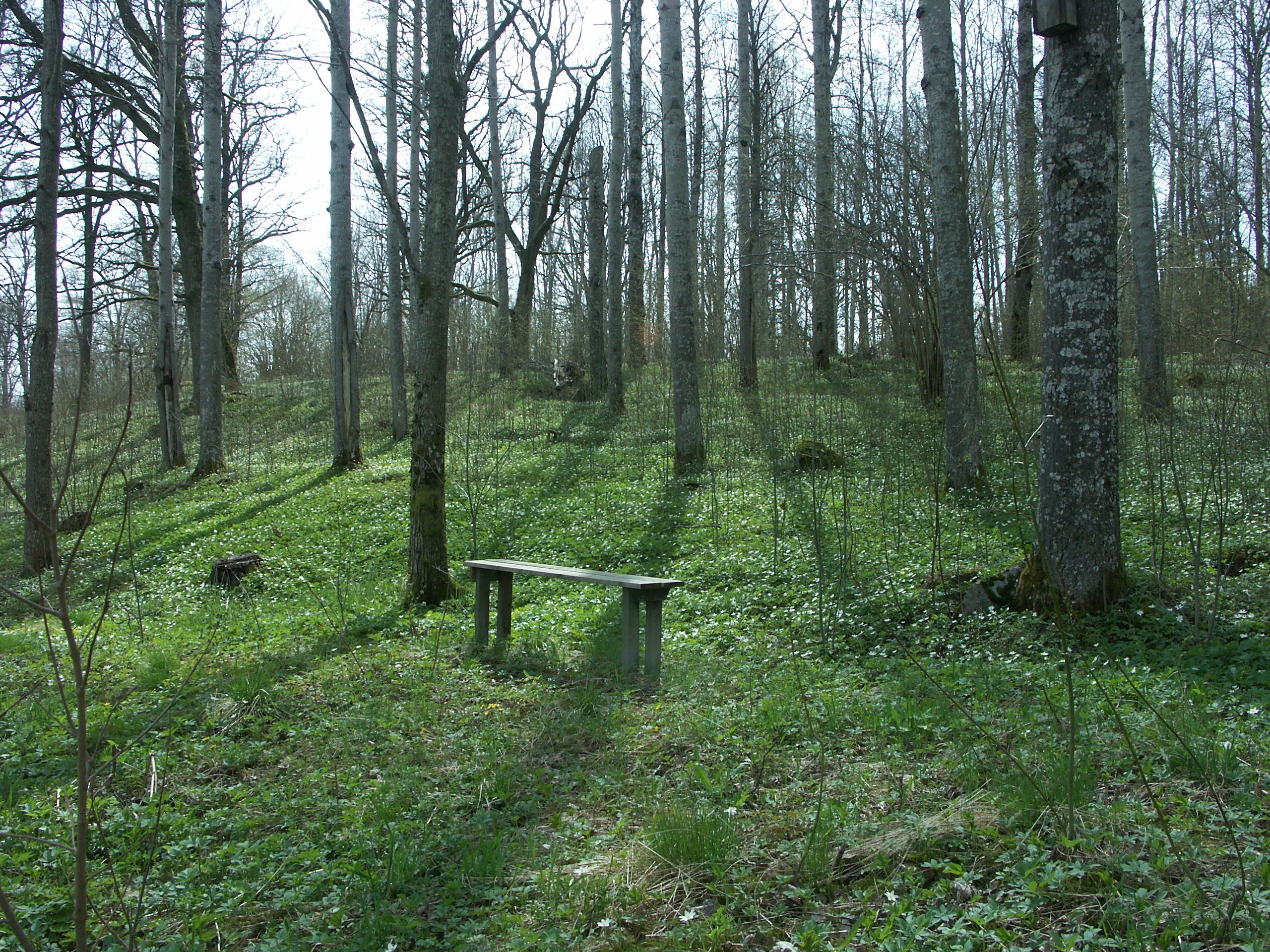 Gles solbelyst skogsbacke med aspar. Vitsippor växer på marken. En bänk finns att sitta på.