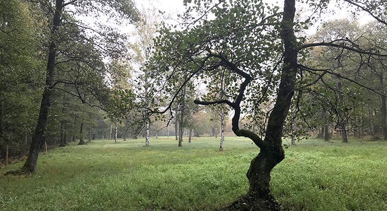 Det ligger en lätt dimma över slåtterängen och de enstaka träden som som syns i bild ser nästan svarta ut i kontrast mot det gröna gräset. 