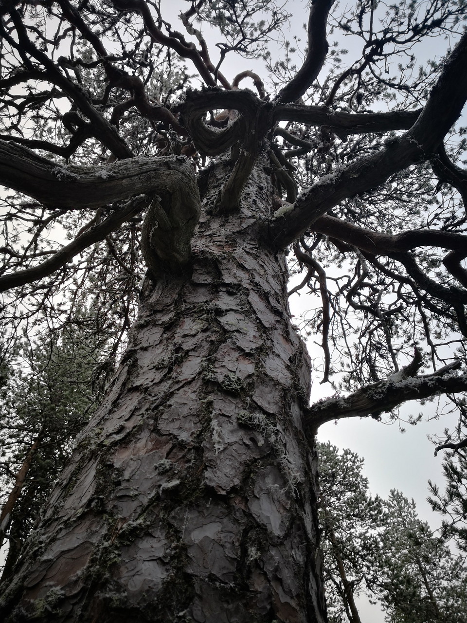 Gammeltall med pansarbark