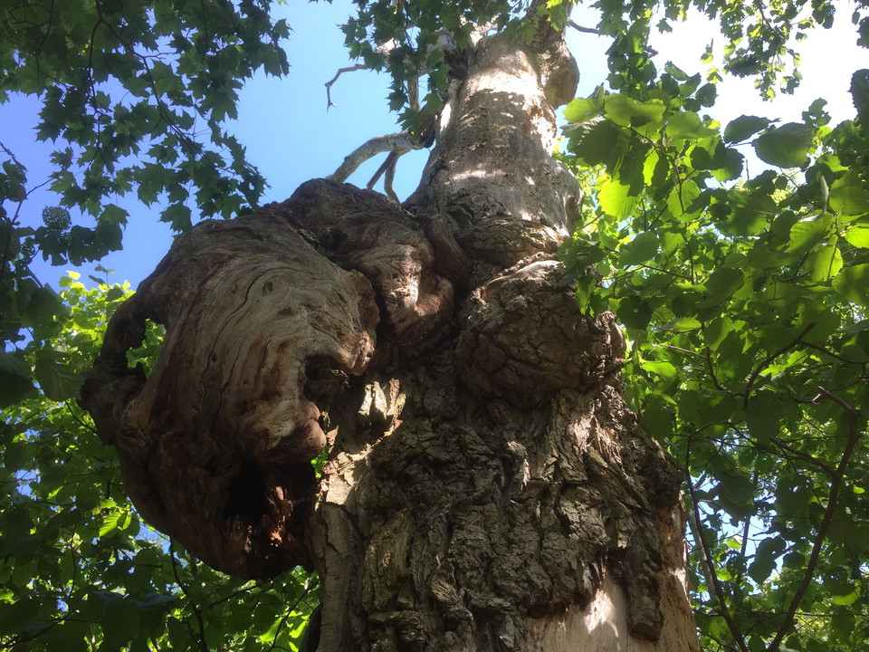 Knotigt gammalt träd