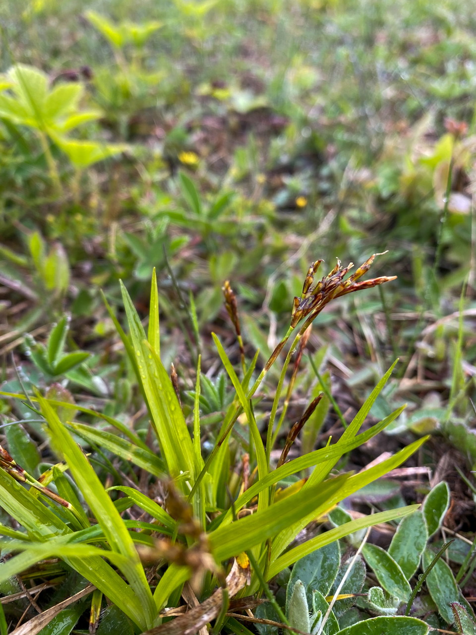 Böna brygga, örtbacke, inzoomad bild på växt på örtbacken.