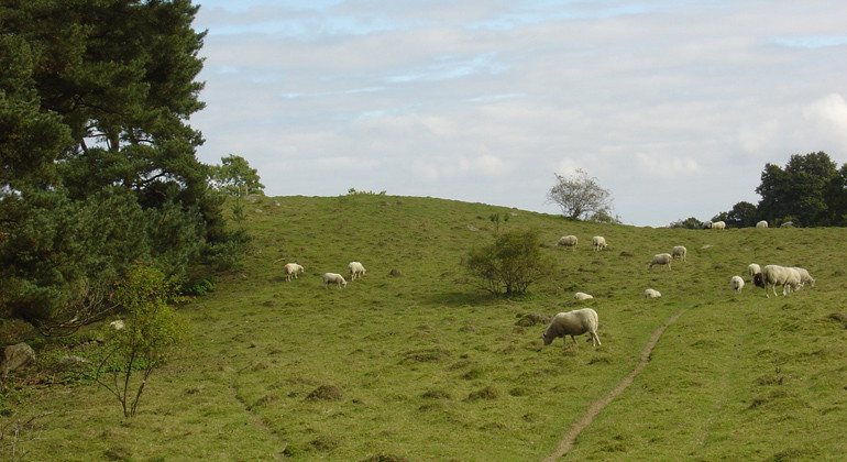 Betande får.