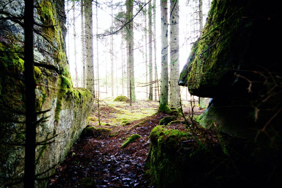 Bild tagen inifrån en grotta, ut mot skogen
