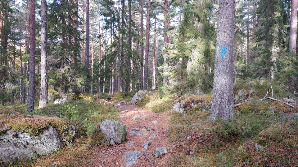 Sannaleden går längs fina skogsstigar. 