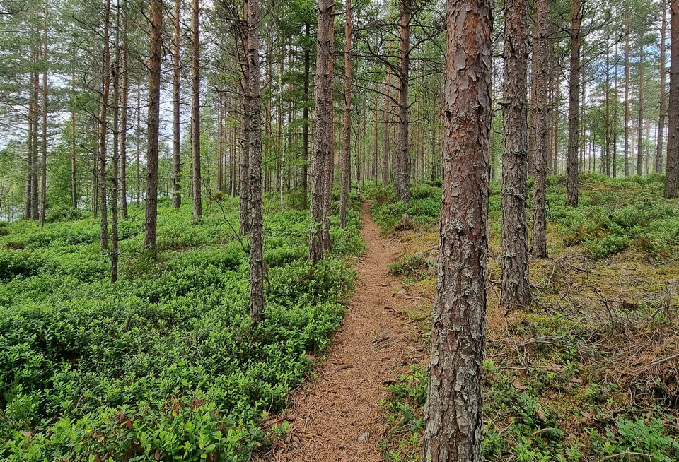 Hertigparets vandringsled, Byamossarna