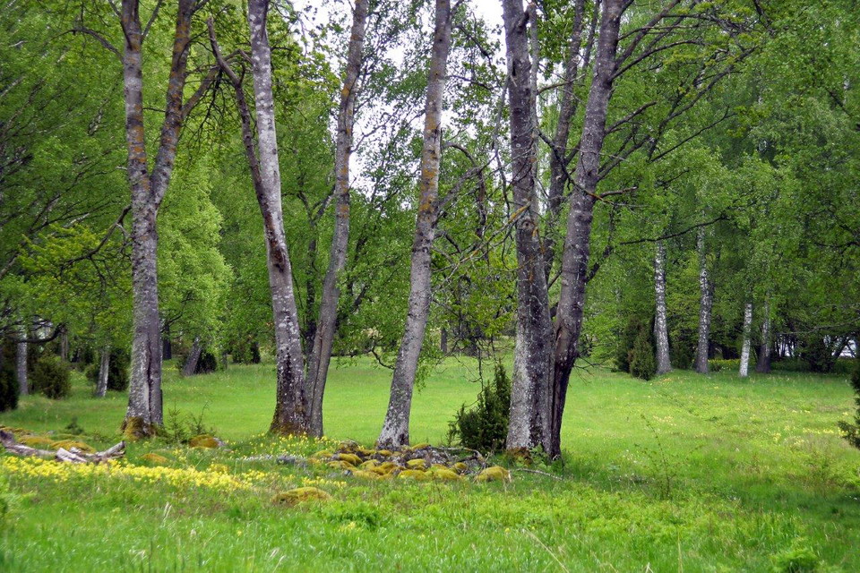 Johan Bjurer