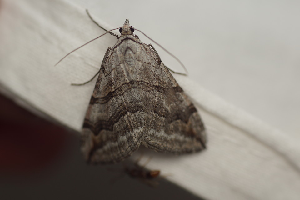 Det nya fyndet i Östergötland - Mindre taggmätare