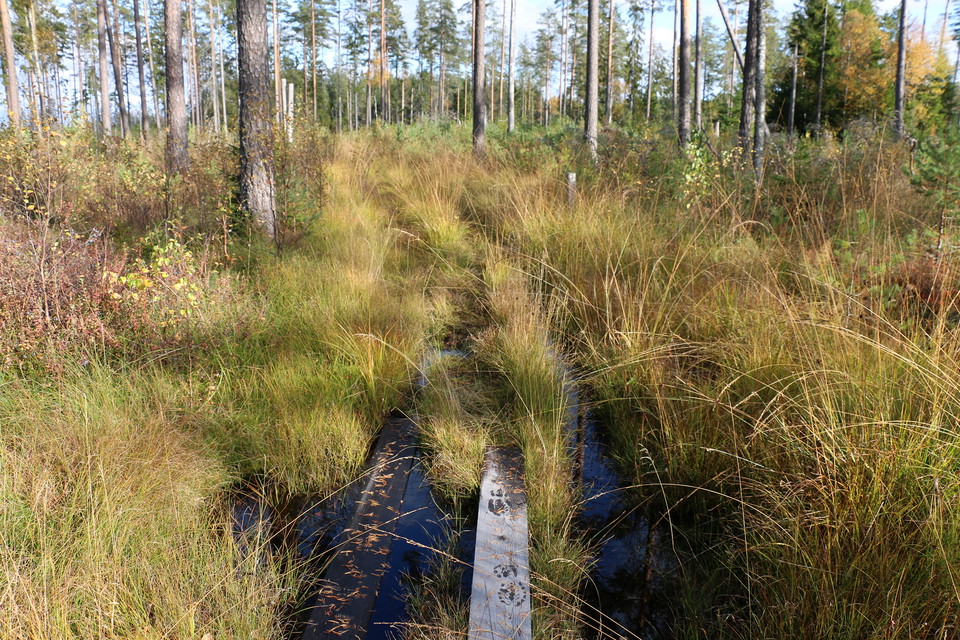 Enkel spång över vått gräsparti.