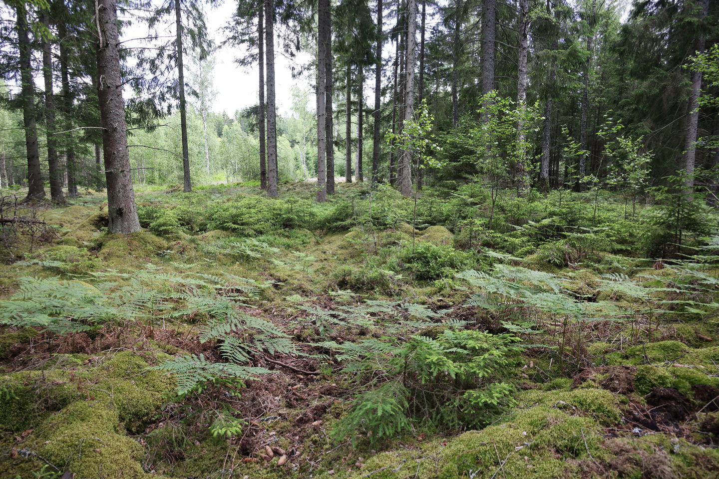 Foto: Niklas Kämpargård