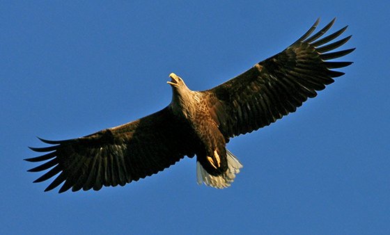 Brun örnfågel med gul öppen näbb och vit kilformad stjärt breder ut vingarna mot blå himmel.