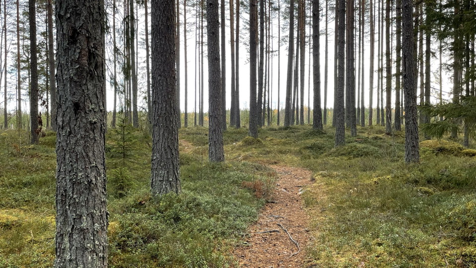Skogsstig som går genom tallskog