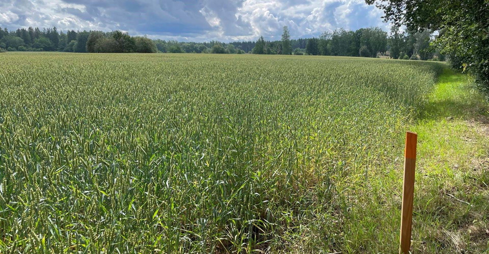 Åkerkant norr om Orrnäs betesmark
Orrnäs rundslinga
Ödeshög kn