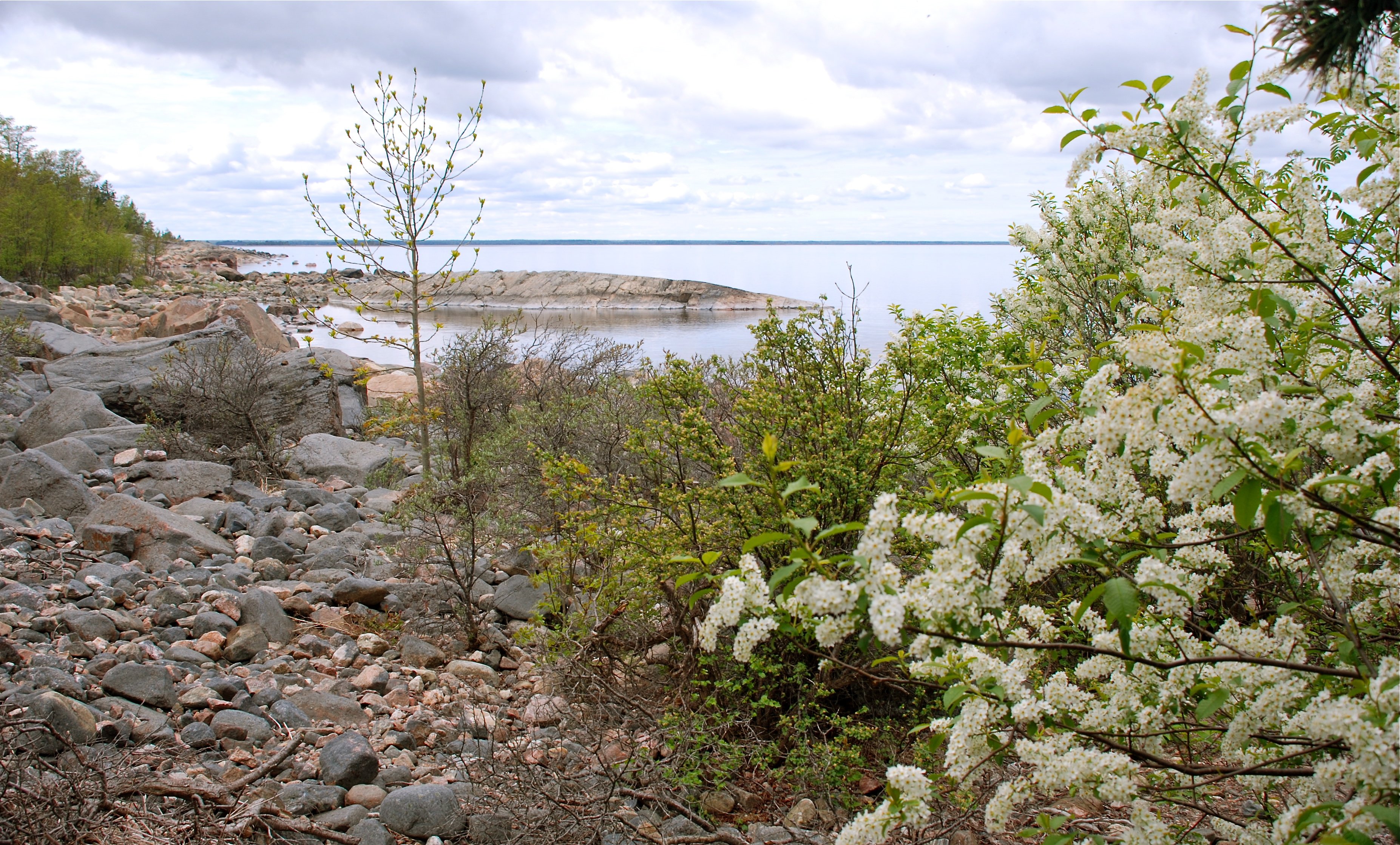 På en mycket stenig strand vid havet blommar en häggbuske med vita blommor.