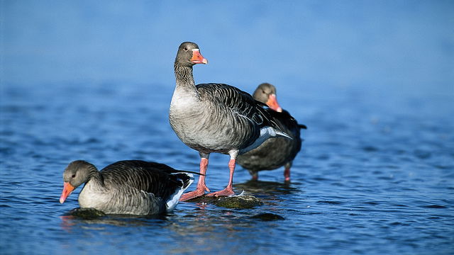 Långöhällorna
