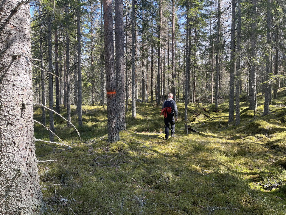 En person går på en stig bland solbelysta granar.