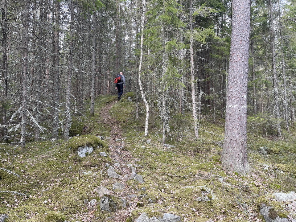 En person går på en smal stig kantad av barrträd.