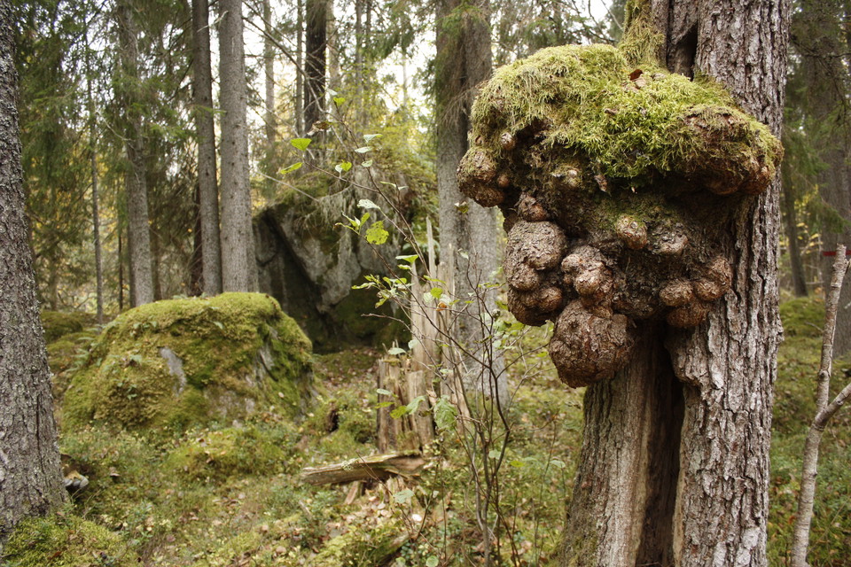 Närbild på en trädstam med en stor, ojämn utväxt på. I bakgrunden är det skog och ett stort klippblock.