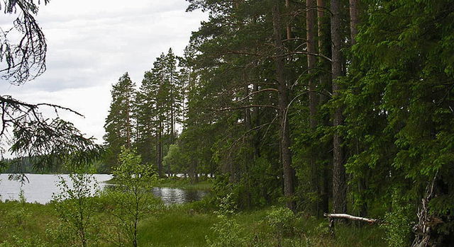 Älvskogen, Naturreservat