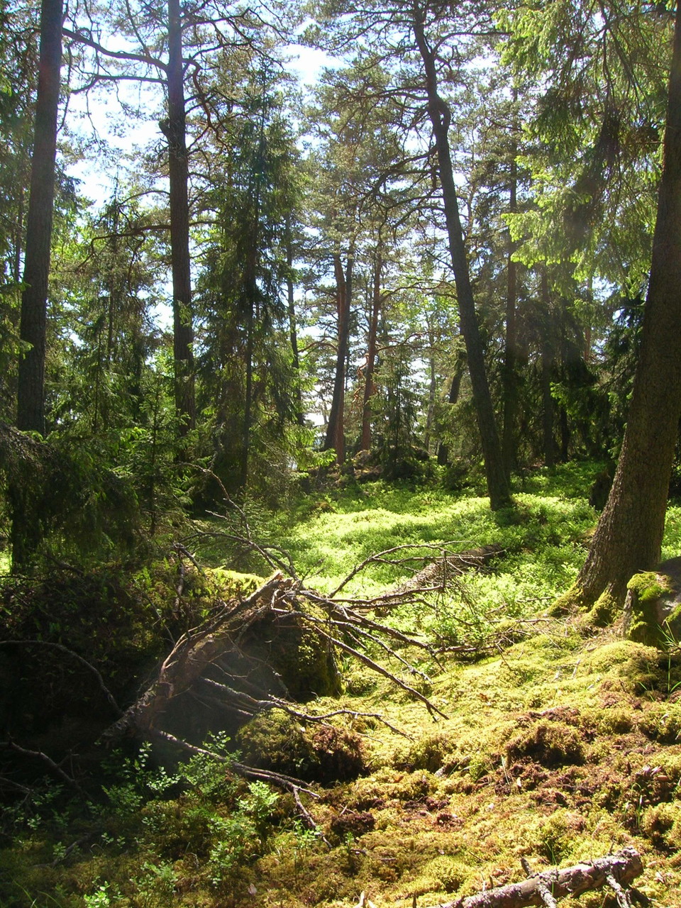 Närbild på solbelyst lummig skog. Mellan träden skymtar en sjö fram. 