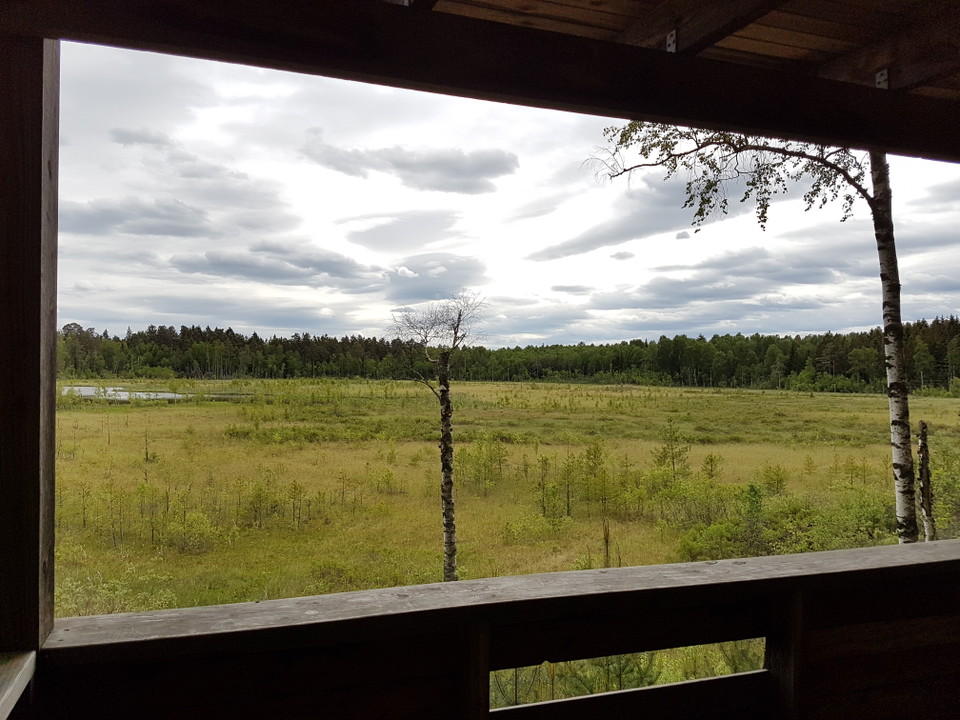 Utsikt från fågeltornet
