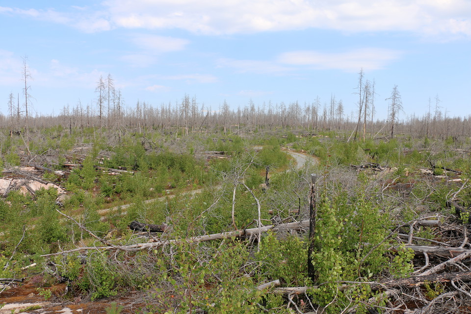 Slingrande grusväg genom landskap med grönskande sly och döda stående och liggande barrträd.