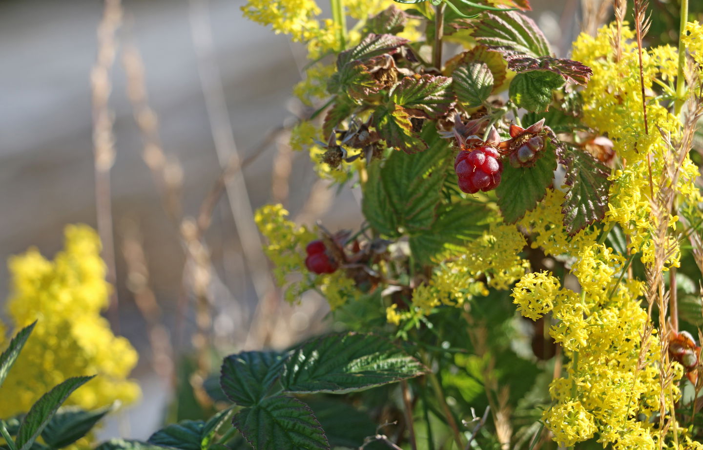 Vild hallon och gula blommor.