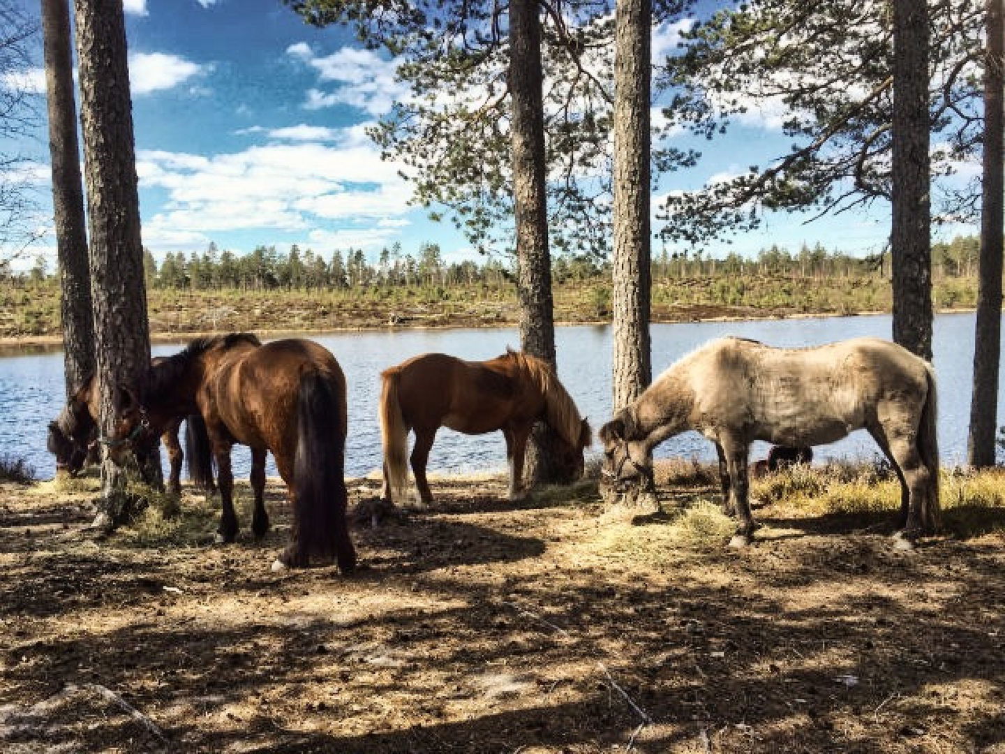 Fyra av Kalvbergsåsens islandshästar vilar och betar intill Ransjön.