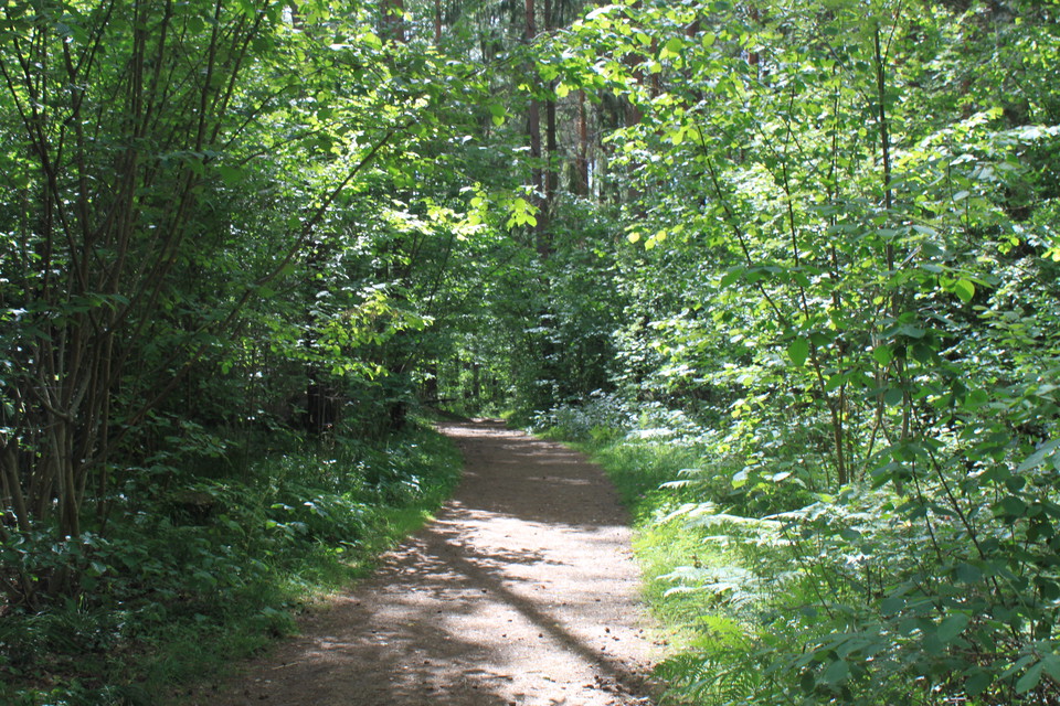En bred, jämn naturstig med många buskar på båda sidorna.