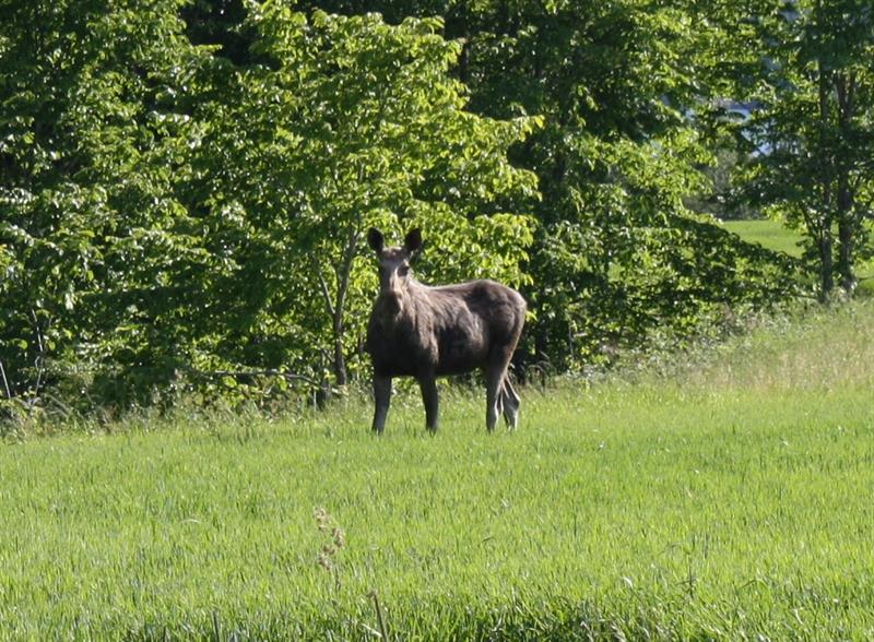 Moose safari in Trøgstad