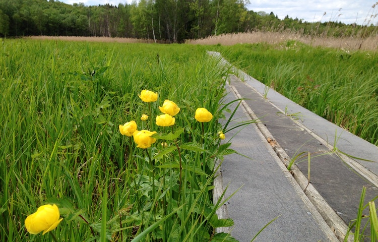 Sjöboknäppan runt, Östgötaleden