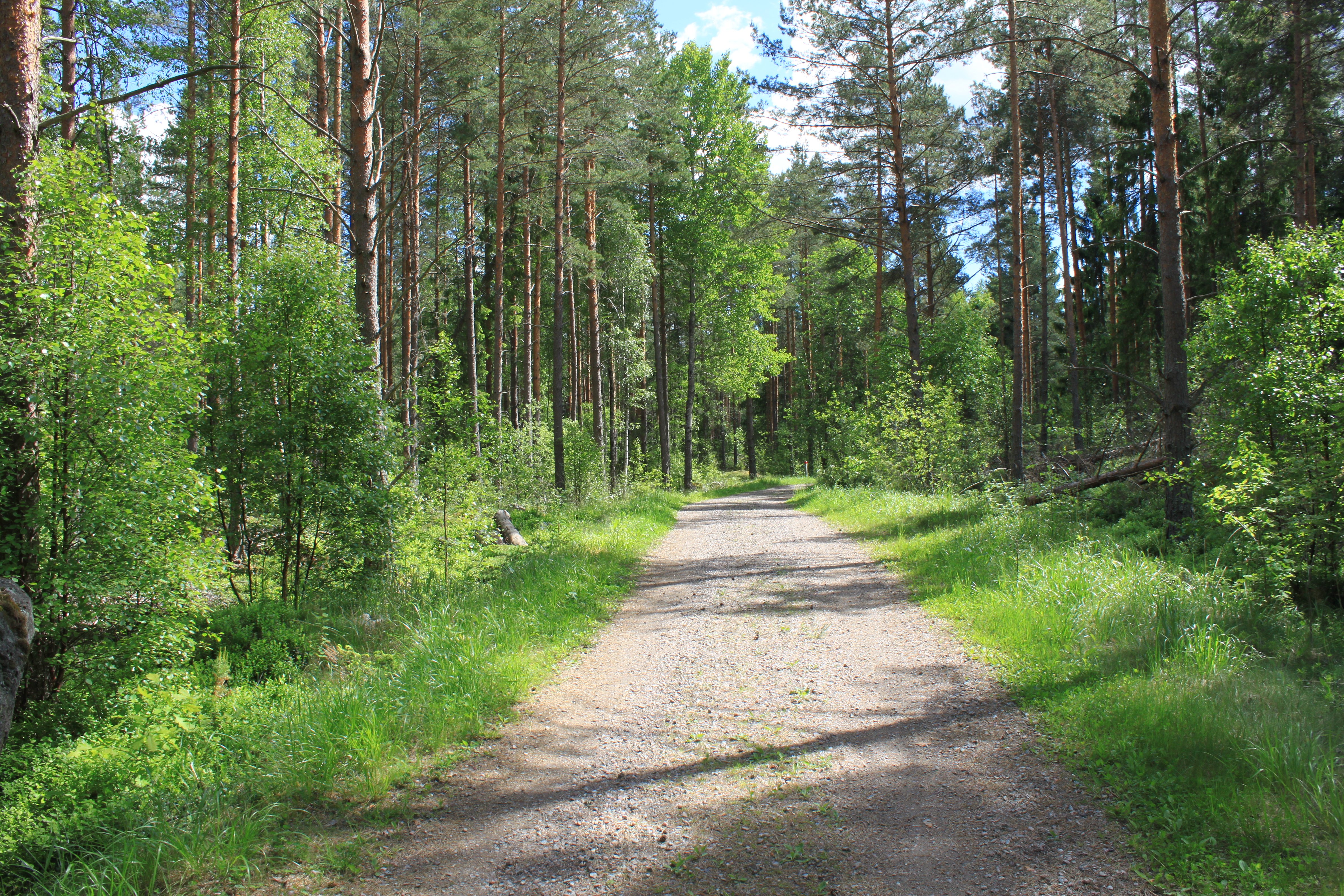 En bred grusad skogsväg med skog på båda sidorna. Det växer högt gräs på kanterna av vägen.