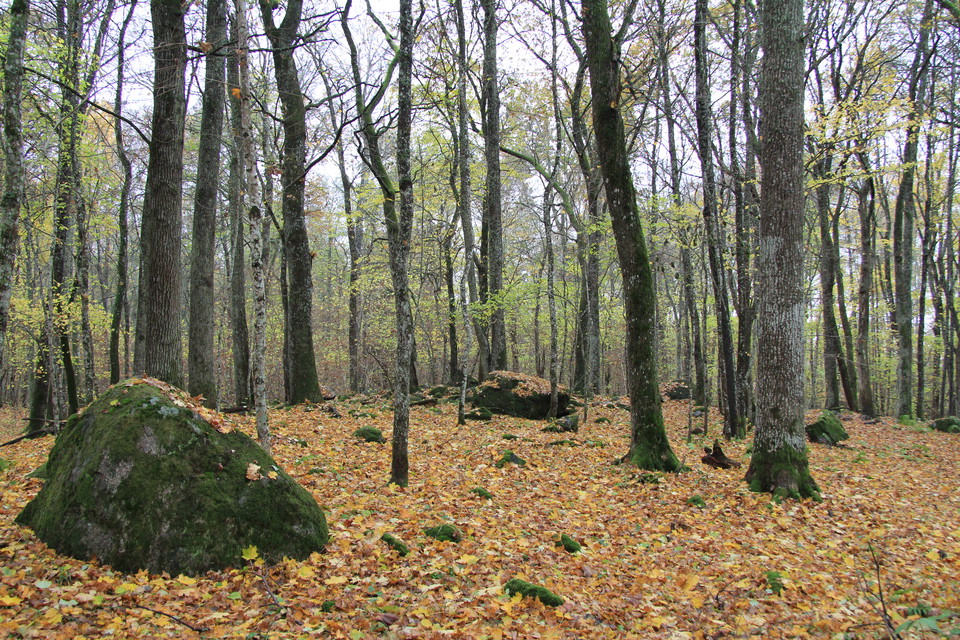 Höstlöv på marken i gles skog.