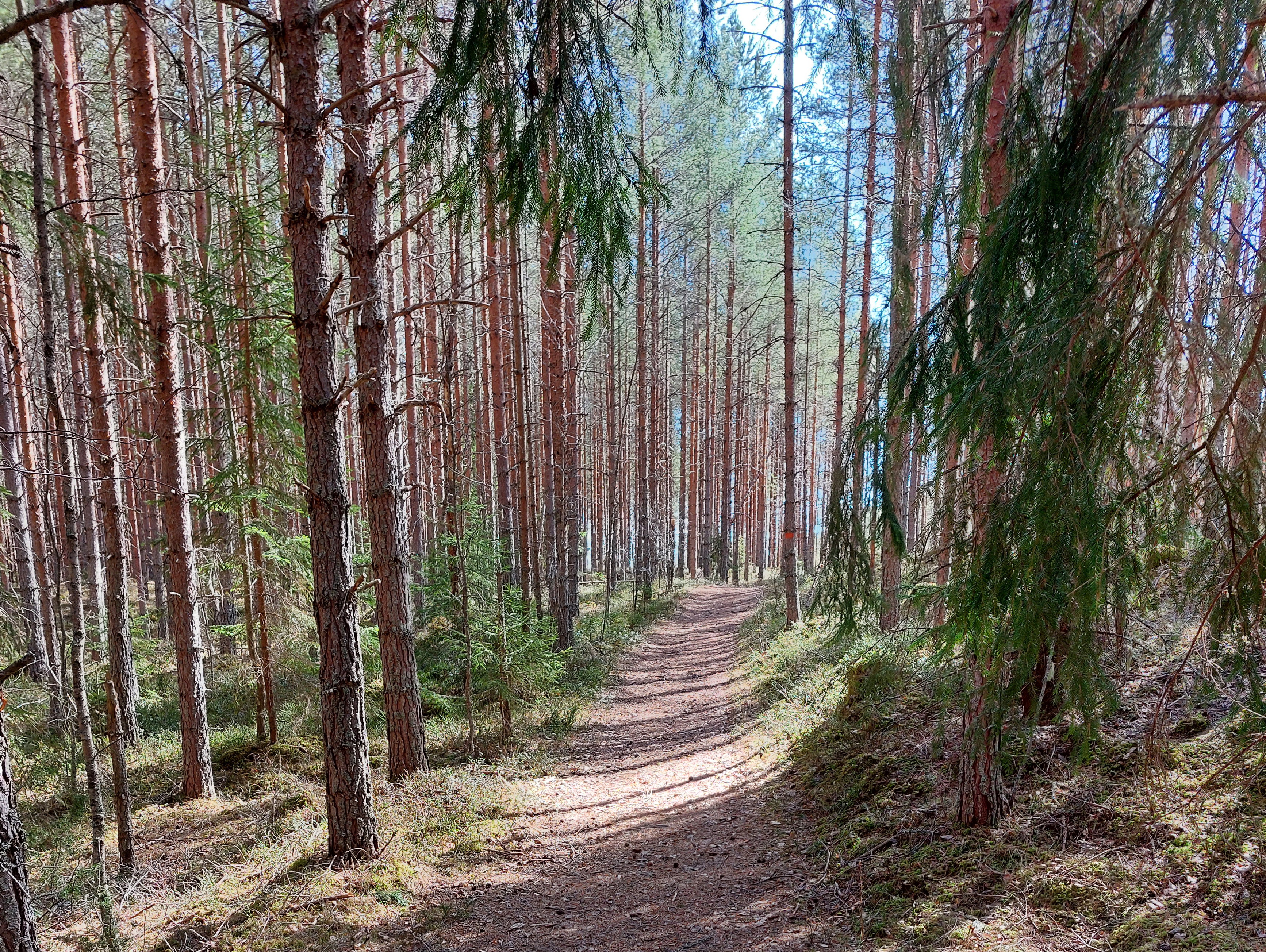 Bred fin skogsstig utmed vissa delar av etappen