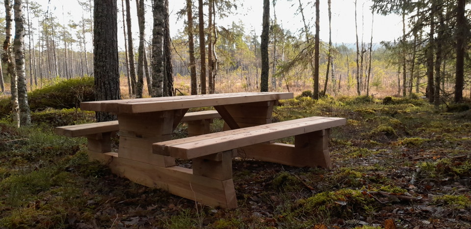 Ett bänkbord placerat i myrkanten med några gamla taniga tallar runt om.