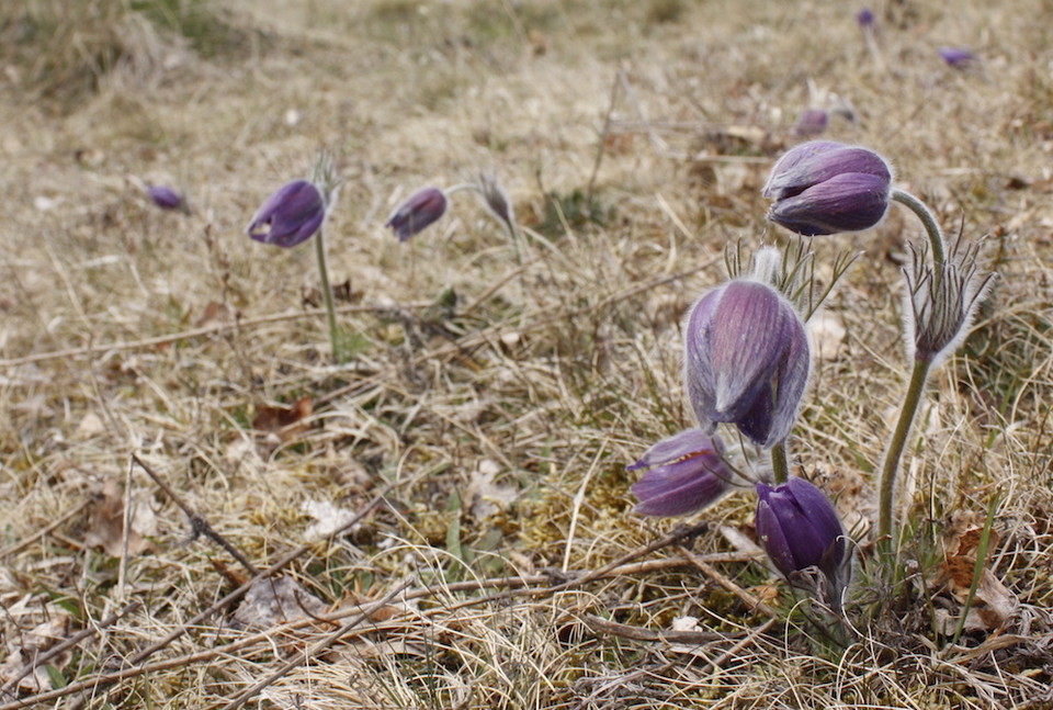 Närbild på många ludna lila blommor som växer på en torr backe.